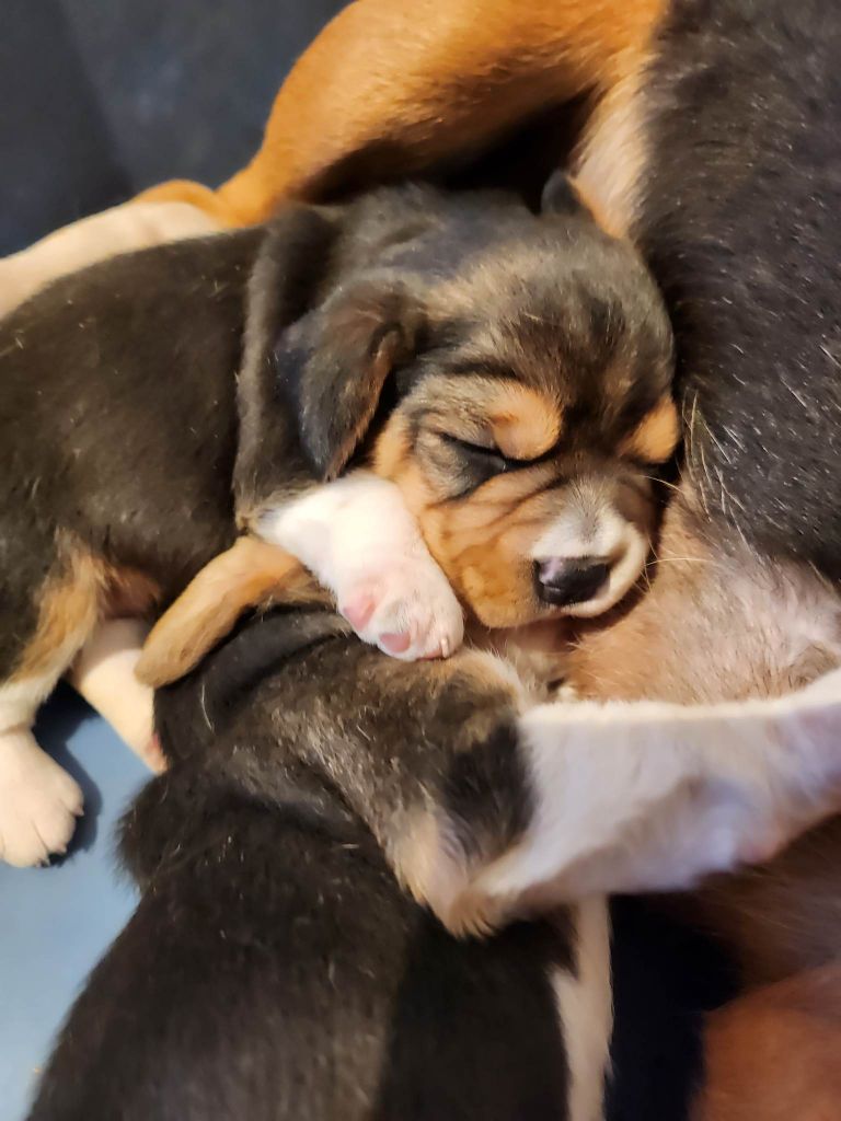 chiot Beagle Des Pattes Fantastiques