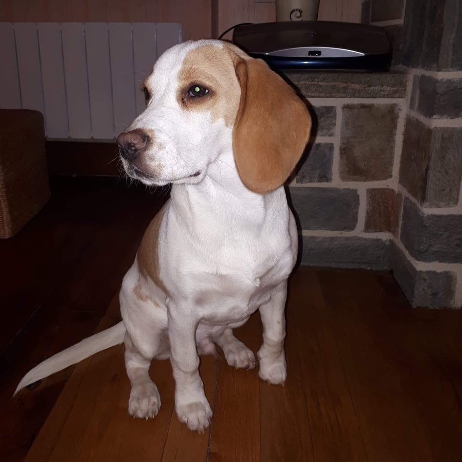 Poppy (Sans Affixe)