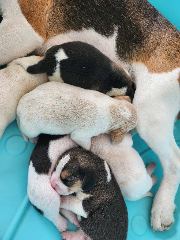 Chiot Beagle Des Pattes Fantastiques