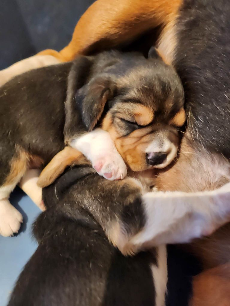 Des Pattes Fantastiques - Beagle - Portée née le 05/03/2023