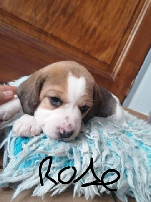 CHIOT 6