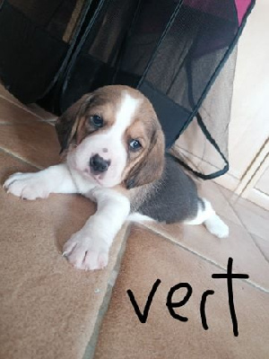 CHIOT 2