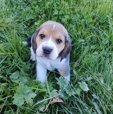 CHIOT 5