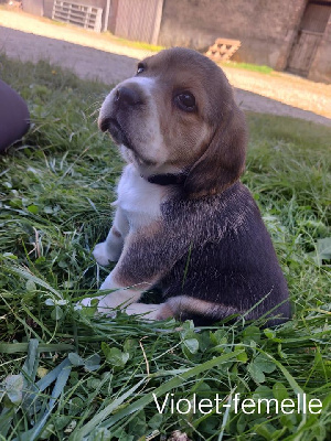 CHIOT 6