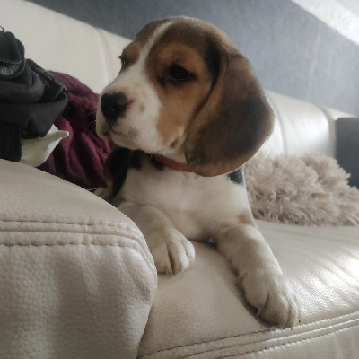 CHIOT 2