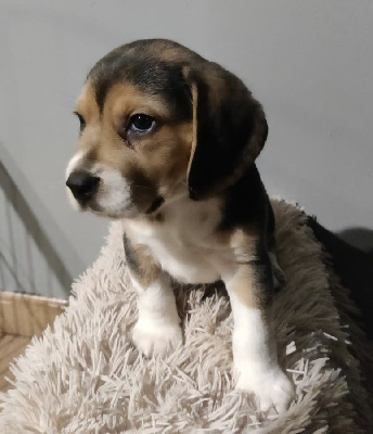 CHIOT 3