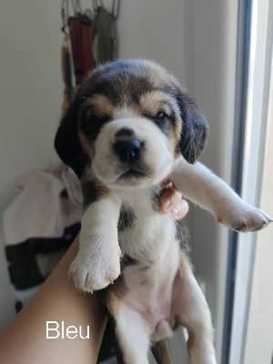 CHIOT 5