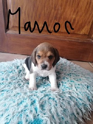 CHIOT 4
