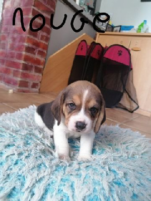 CHIOT 1