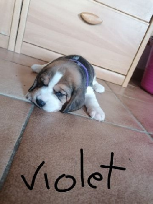 CHIOT 3