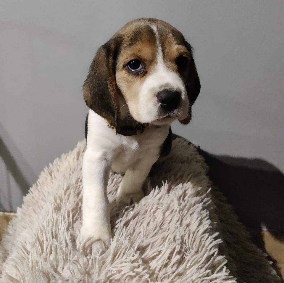 Des Pattes Fantastiques - Beagle - Portée née le 16/09/2021