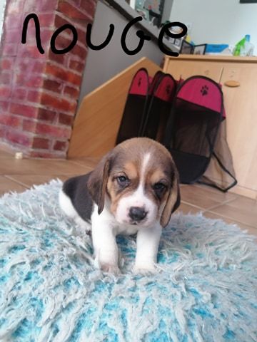 Des Pattes Fantastiques - Beagle - Portée née le 24/08/2020